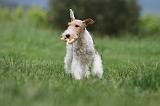 FOX TERRIER 682